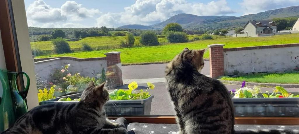 Domácí mazlíčci ubytovaní s hosty v ubytování Sheepviewhouse Leo