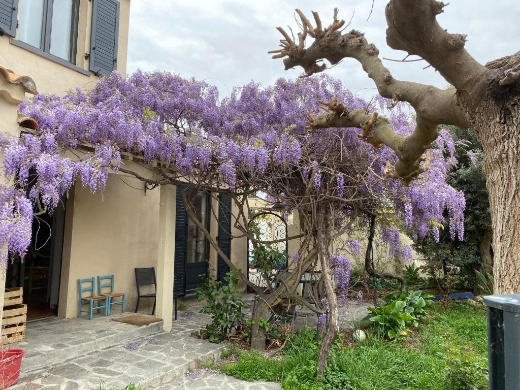 un glycérine violet devant une maison dans l'établissement les glycines, à Villelongue-de-la-Salanque