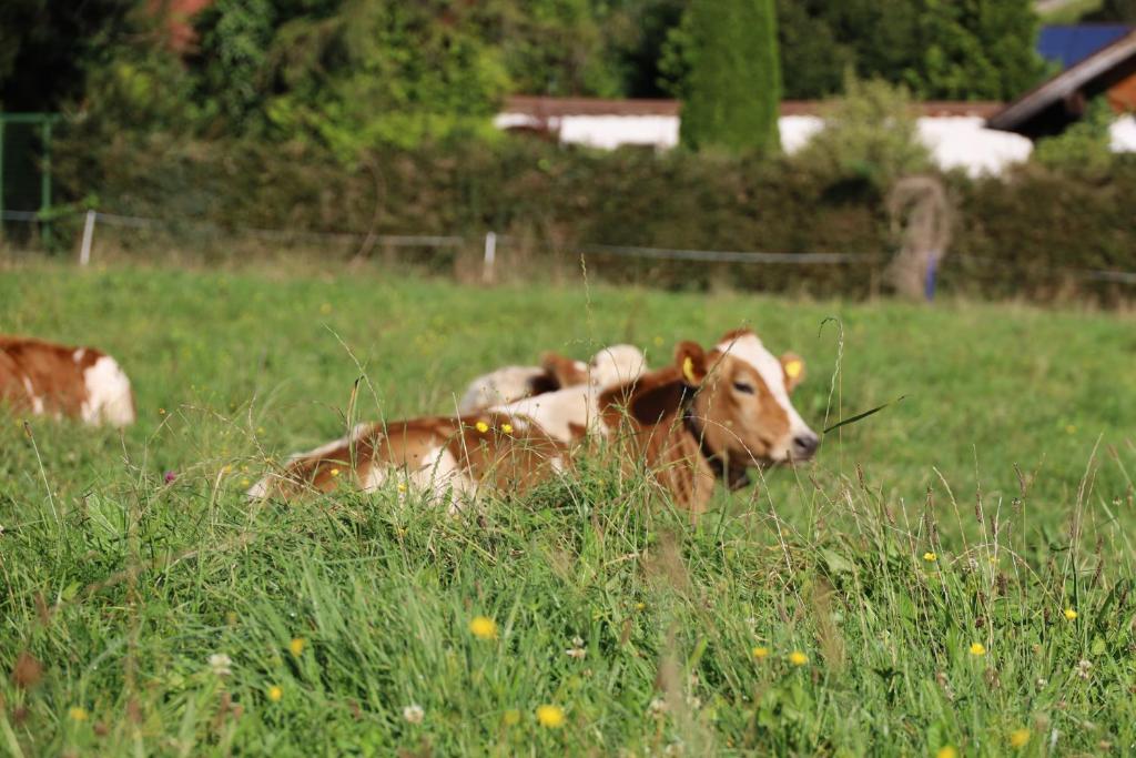 Altri animali domestici presso l'appartamento o nei dintorni