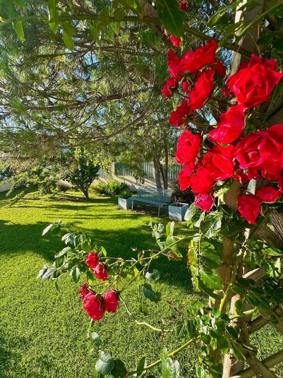 Zahrada ubytování Villa Volcanik