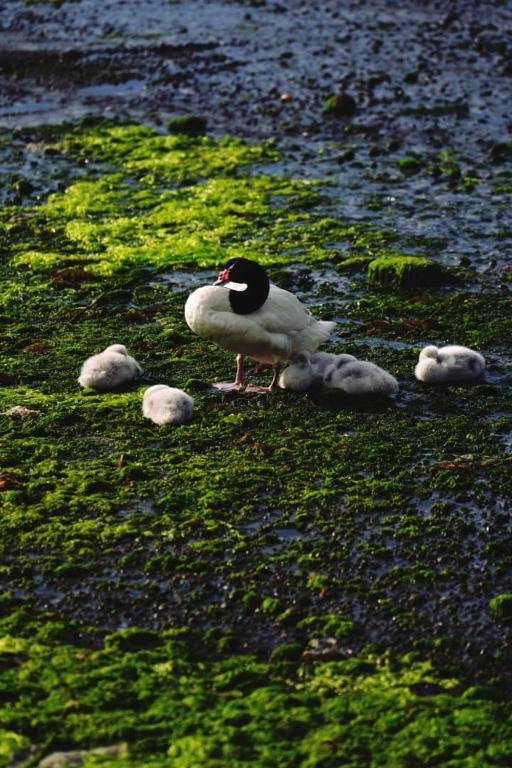 Altri animali domestici presso il lodge o nei dintorni