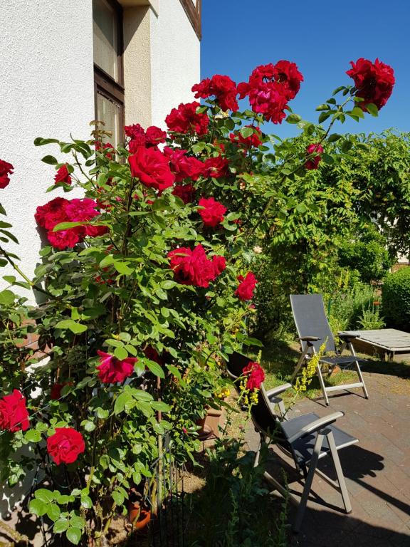 Zahrada ubytování Villa Charlotte