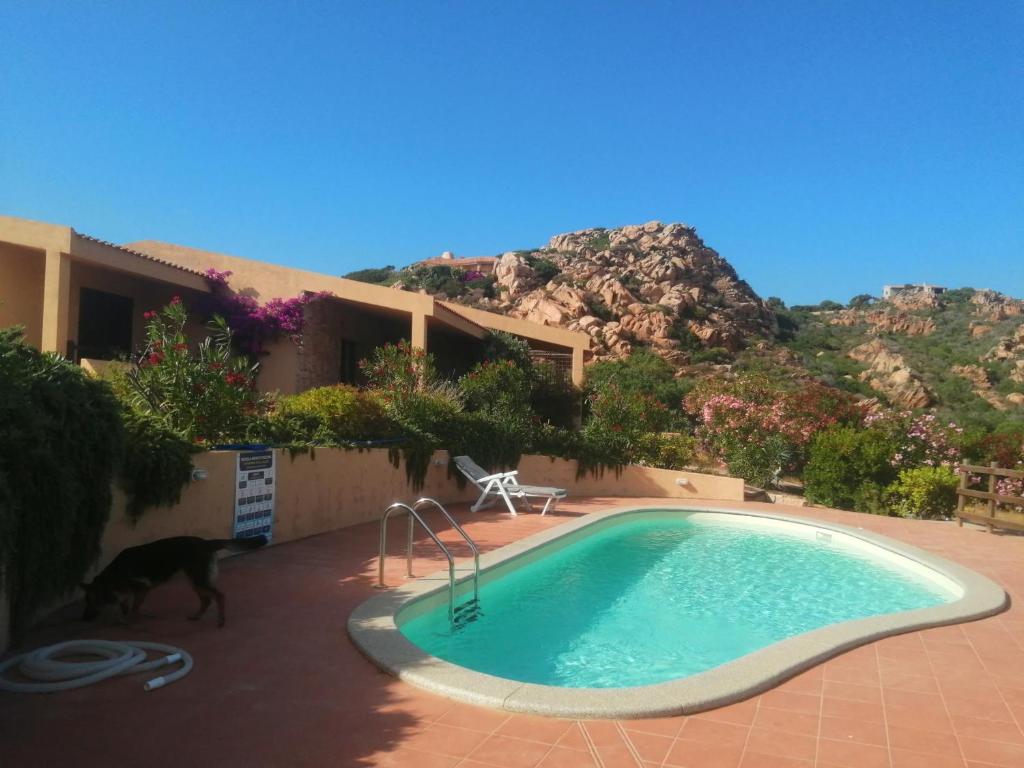 un perro está caminando junto a una piscina en Villetta Sardinia, en Costa Paradiso
