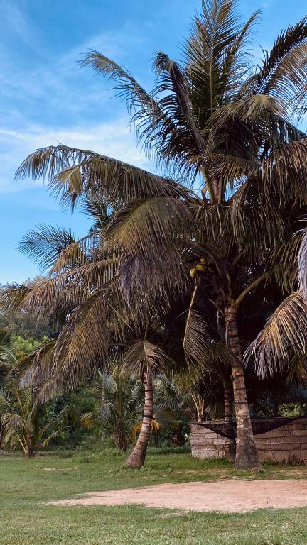 two palm trees standing next to each other at Calma - Surf, Yoga & Coffee on a Private Beach in Dickwella