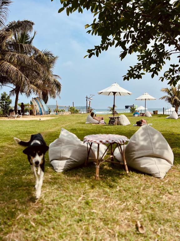 a dog is standing next to two bags and a table at Calma - Surf, Yoga & Coffee on a Private Beach in Dickwella