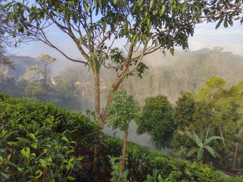a misty forest in the mountains with trees at Isuru Homestay in Ella