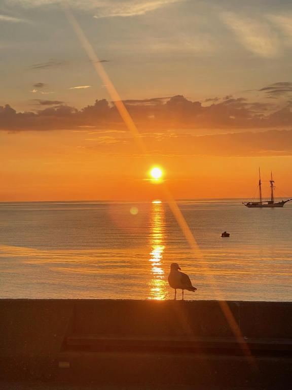 une mouette assise sur une corniche qui regarde le coucher du soleil dans l'établissement Luzea, Domaine Iratzia, à Saint-Jean-de-Luz