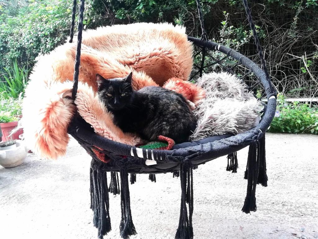 Ospiti di EL MATORRAL con animali domestici