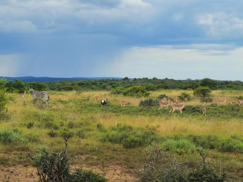 un groupe de zèbres et autres animaux dans un champ dans l'établissement Zoetvlei Dairy House, à Paterson