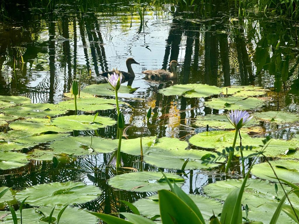 Paesaggio naturale nelle vicinanze dell'affittacamere