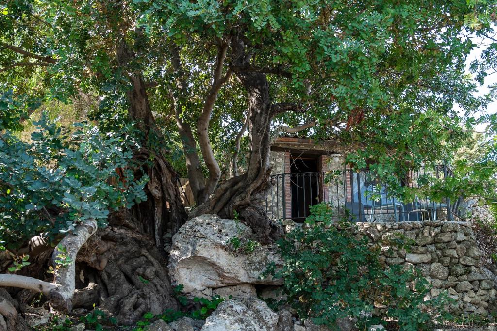 Roba Degli Ulivi - 5