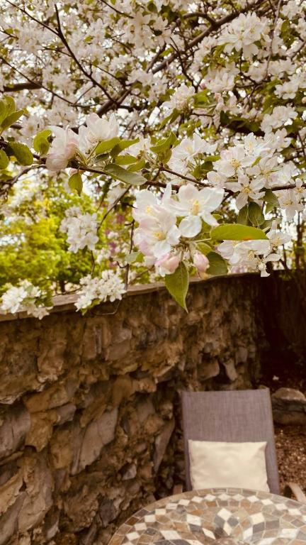 a chair sitting under a tree with white flowers at KingstonStays Historic Downtown Hideaway in Kingston