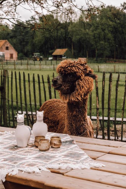 Domácí mazlíčci ubytovaní s hosty v ubytování Privé Alpaca Glamping Hoogstraten