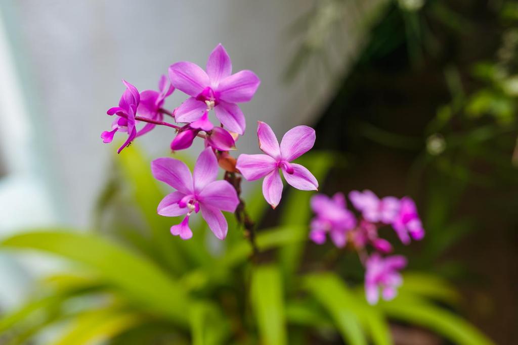 Fotografie z fotogalerie ubytování Flora and Fauna Mirissa v Mirisse (jih)