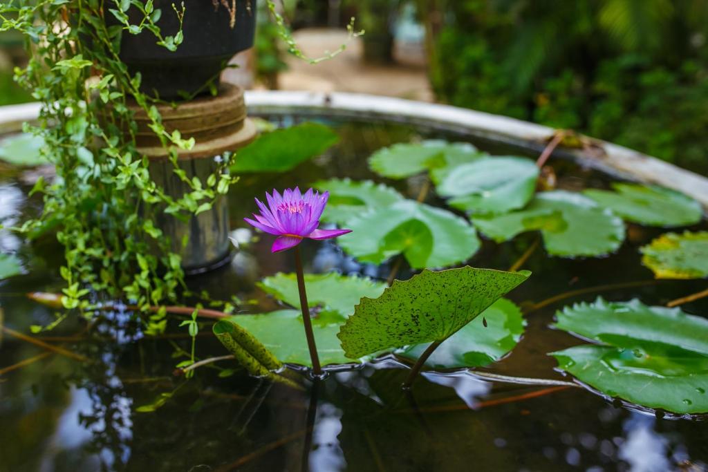 Fotografie z fotogalerie ubytování Flora and Fauna Mirissa v Mirisse (jih)