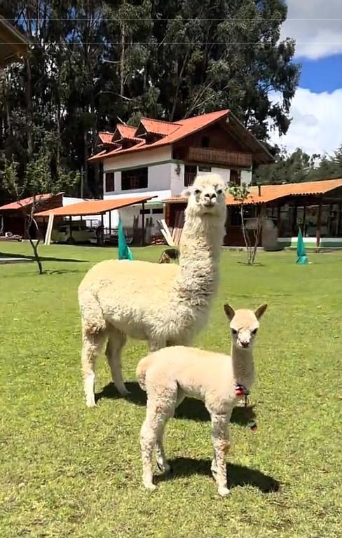 two llamas standing in a field in front of a house at RESORT ALAPA in Huancayo