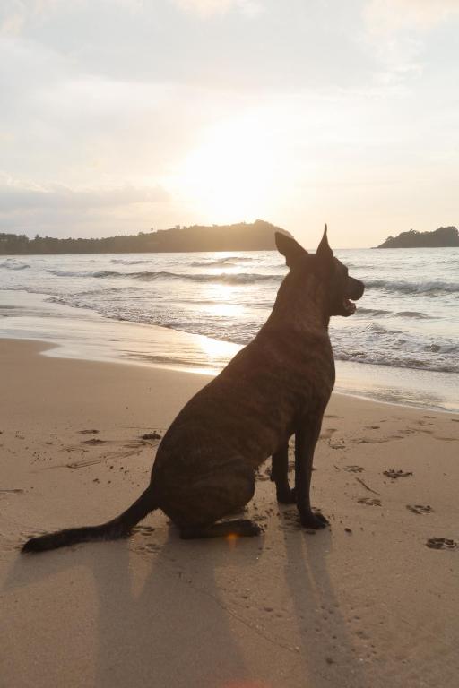 Domácí mazlíčci ubytovaní s hosty v ubytování Kiao Beach