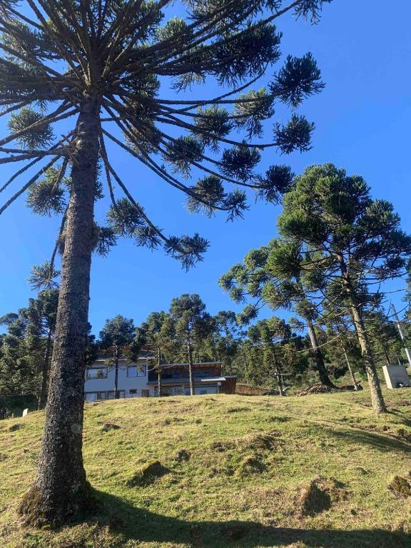 a tree in a field with a building in the background at Casa de Campo Completa Cabanas Monte Sierra in Urupema
