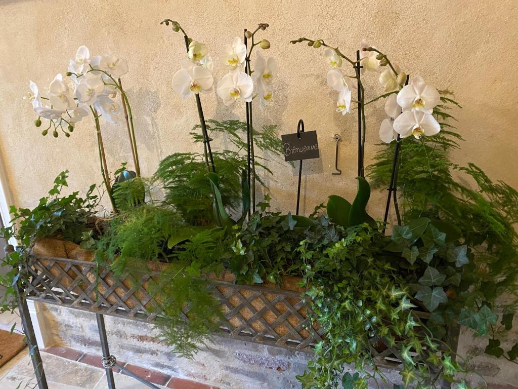Zahrada ubytování Les Hortensias