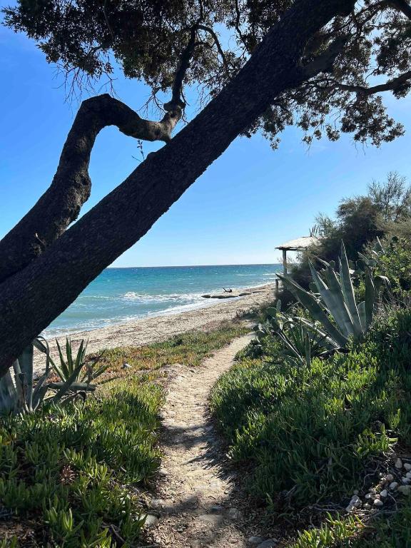un chemin de terre menant à une plage avec un arbre dans l'établissement A Torra Mare, à Cervione