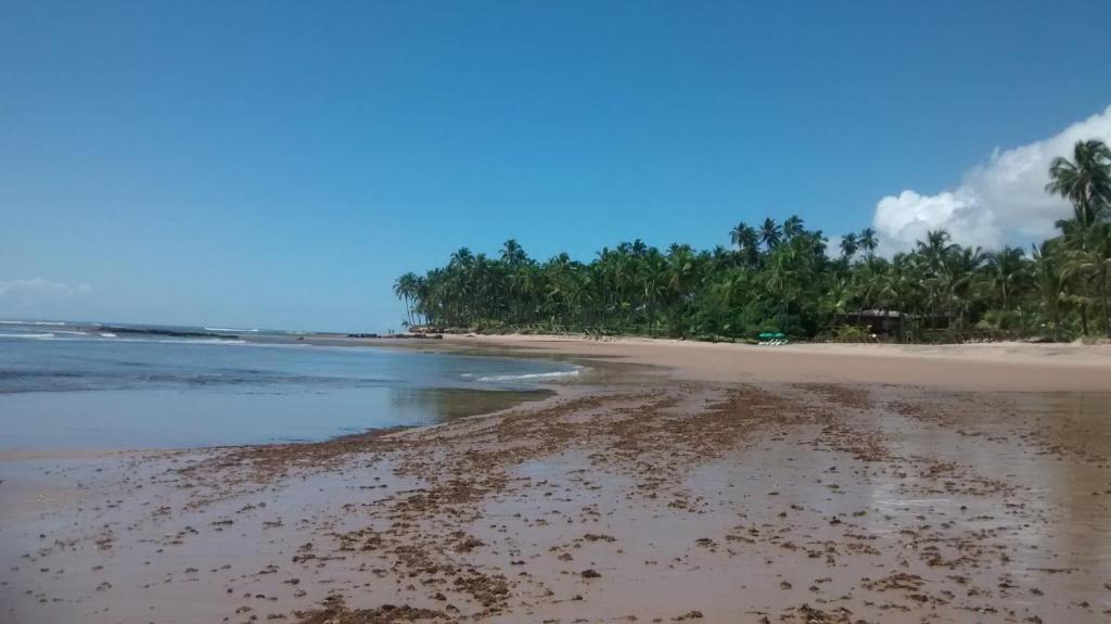  O Cajueiro