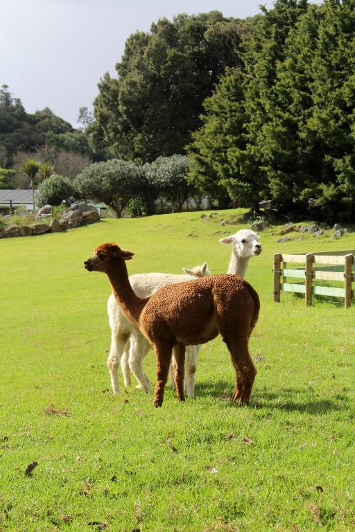 Highlander Farmstay - Cabins - Resim 44