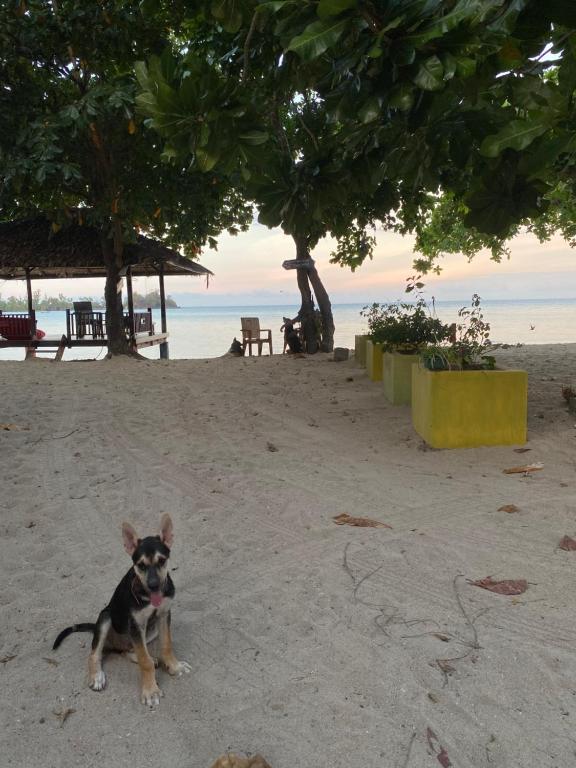 Domácí mazlíčci ubytovaní s hosty v ubytování Sunmoon Beach Resort Likupang Timur