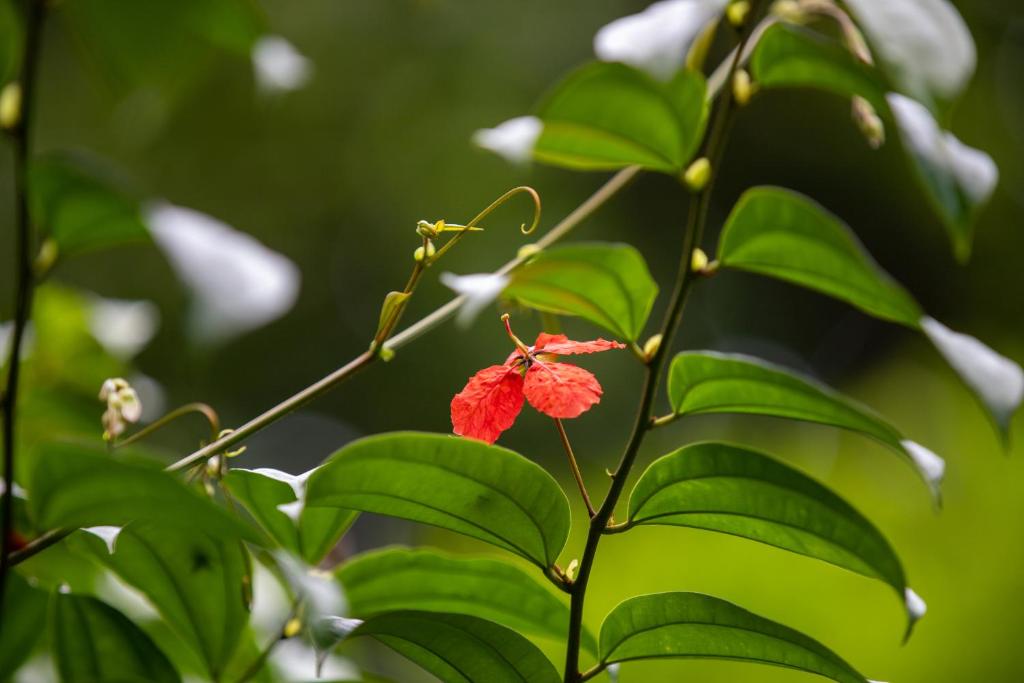 Zahrada ubytování Greenwood Edge Kandy