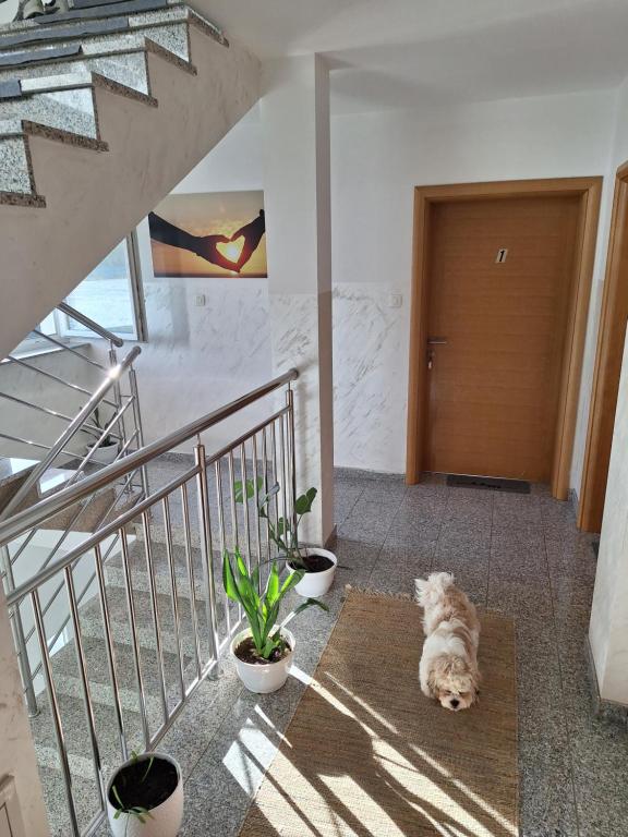 Domácí mazlíčci ubytovaní s hosty v ubytování Sobe Sky