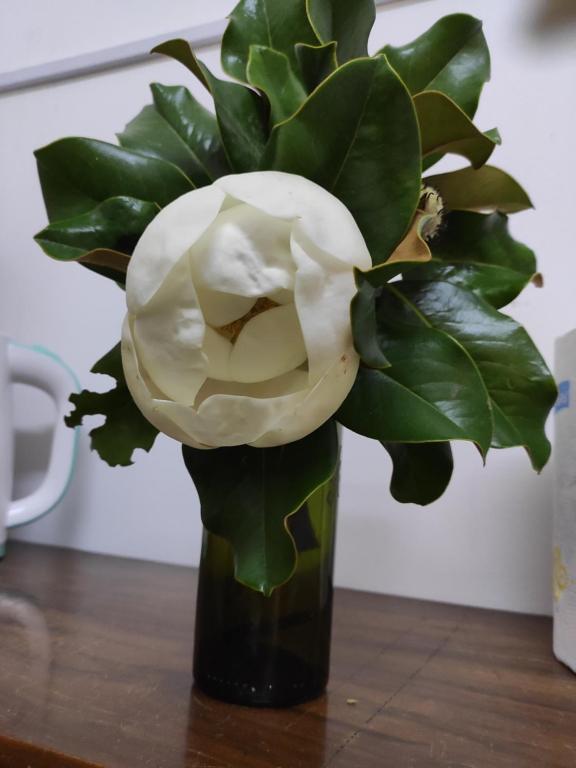 Φωτογραφία από το άλμπουμ του Magnolia σε Cosquín