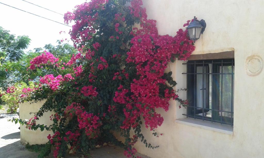美噶拉的住宿－Petra & Elia，建筑物边的一束粉红色的花