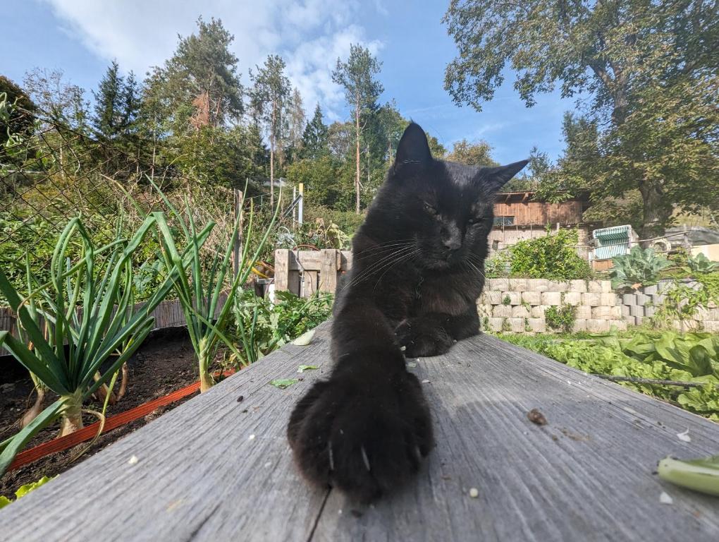 Die Labsalerie - Urlauben am Wörthersee kisállat-vendégei