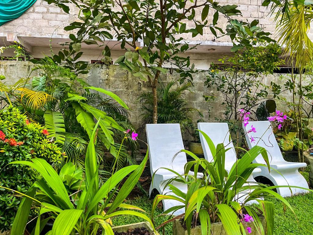 Zahrada ubytování Galle Camellia