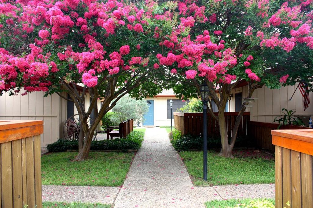 a bunch of pink flowers on trees in a yard at Carlton Club Inn in Kerrville