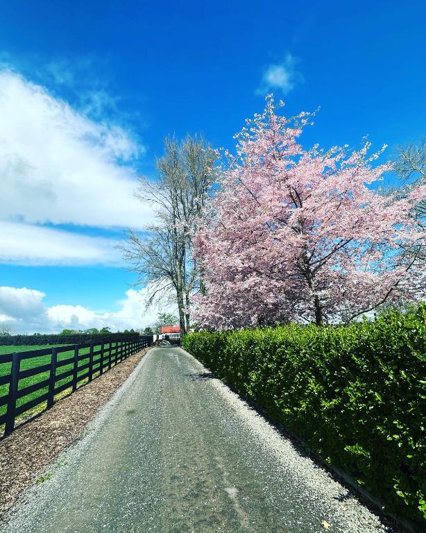 The Cottage at The Willows - Resim 19