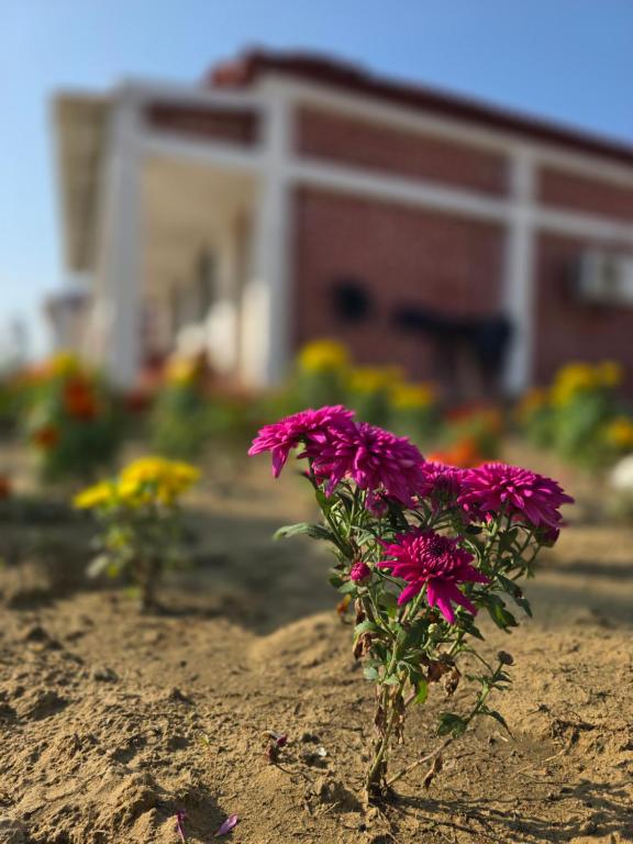 a pink flower in the dirt in front of a house at Ricardo Beach Resort in Mandarmoni