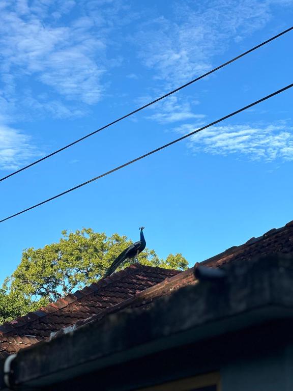 Fotografie z fotogalerie ubytování Mango Tree Villa v destinaci Unawatuna