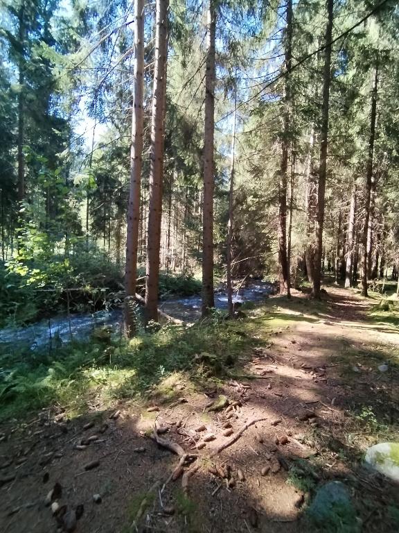 Příroda nedaleko penzionu