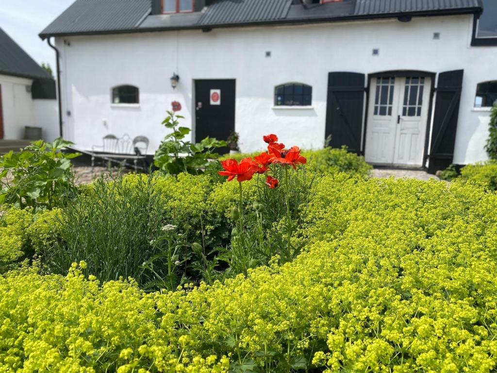 Zahrada ubytování Wingårdhs B&B Österlen