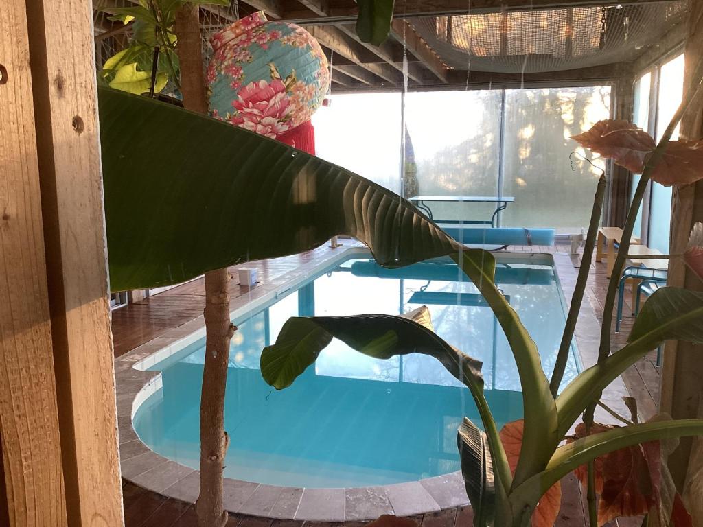 una gran planta verde junto a una piscina en Wooden house with indoor pool, en Saint-Médard-dʼAunis
