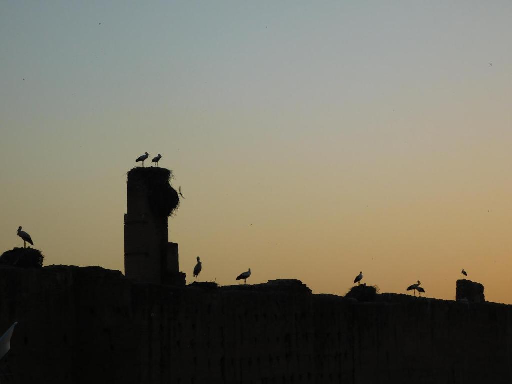 a group of birds sitting on top of a building at Riad Assalam in Marrakech