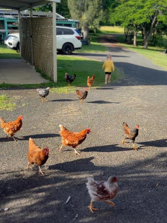 Zvířata v prázdninového domu nebo okolí