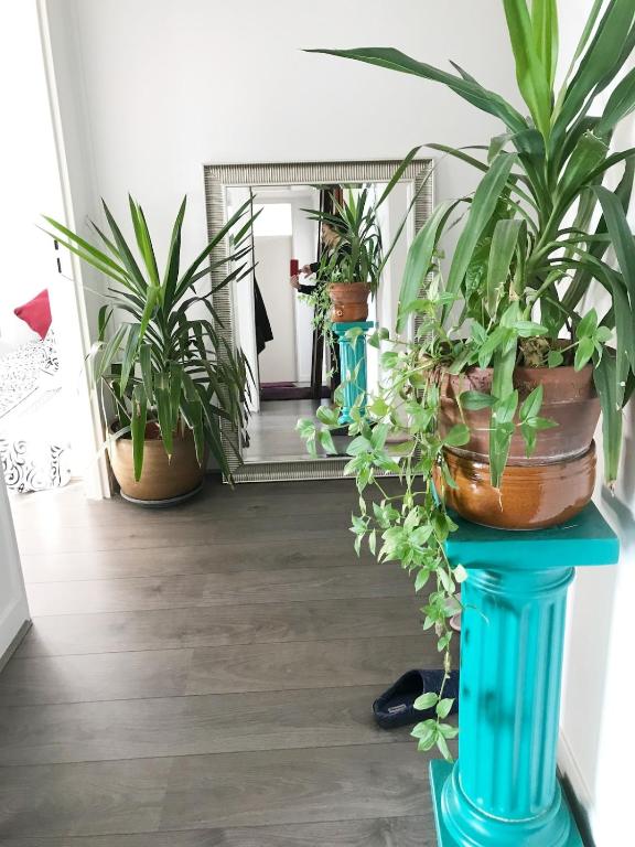 une chambre avec des plantes en pot sur un support bleu devant un miroir dans l'établissement Nice place 80m2- 2 to 8 beds- 30min from Paris 15min Aeroport Orly, à Créteil