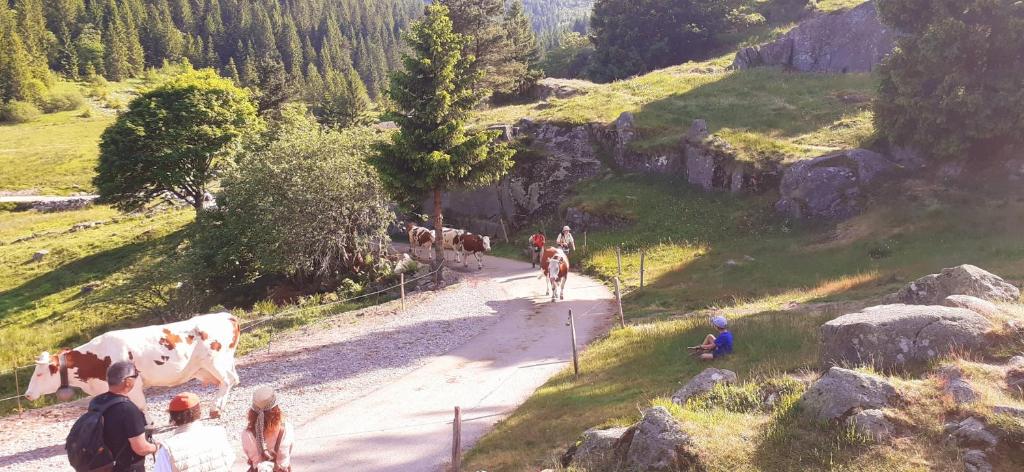 MUNSTER camping de la FECHT – photo 26