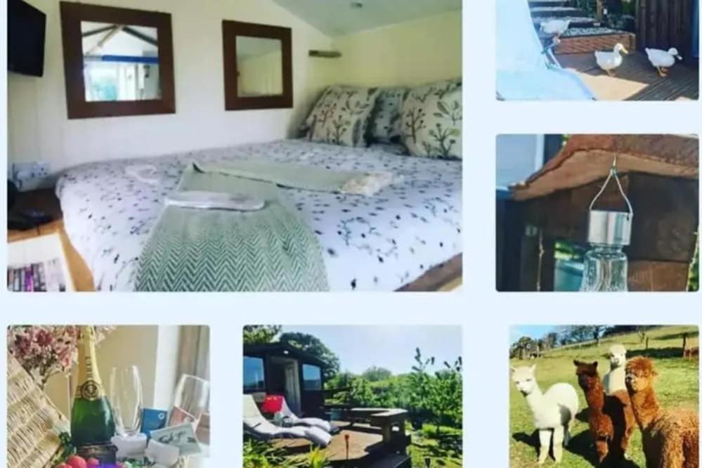Alpaca Cwtch glamping cabin