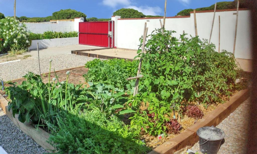 Vonkajšia záhrada v ubytovaní Sunny villa with private pool in Chiclana de la Frontera