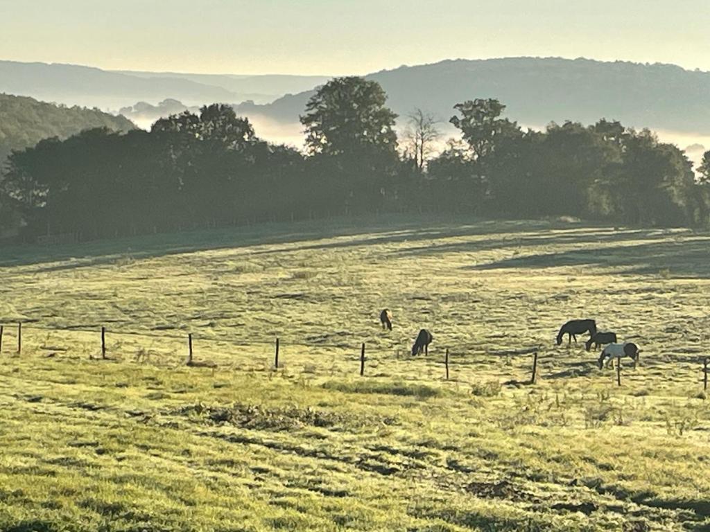 un groupe de chevaux paissant dans un champ dans l'établissement Les maisons sur la Colline, à Colonard-Corubert