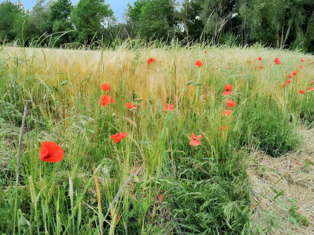 Vonkajšia záhrada v ubytovaní Maison charmante à La Chapelle-Saint-Martin-en-Plaine avec jardin