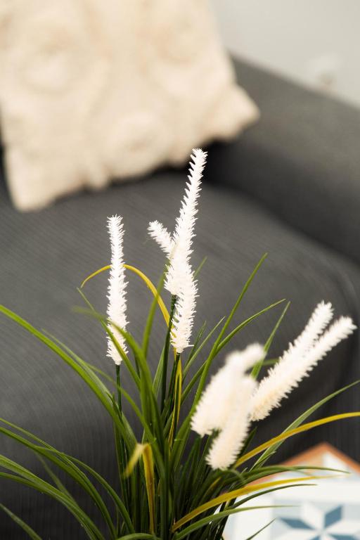 une plante avec des fleurs blanches devant un canapé dans l'établissement Studio Stade de France 4 pour 2 personnes, à Saint-Denis