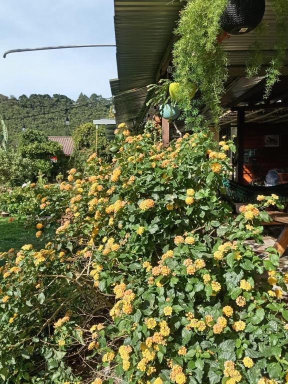 a bunch of yellow flowers on the side of a house at Hostal Vista Boquete in Bajo Boquete